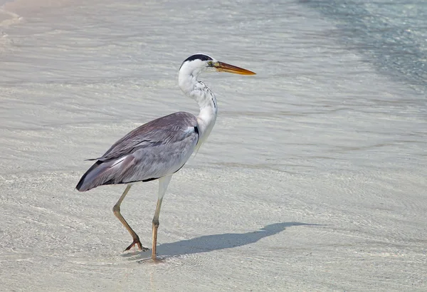 Gray heron fishing — Stock Photo, Image