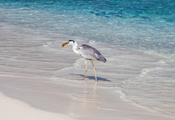 Gray heron fishing — Stock Photo, Image