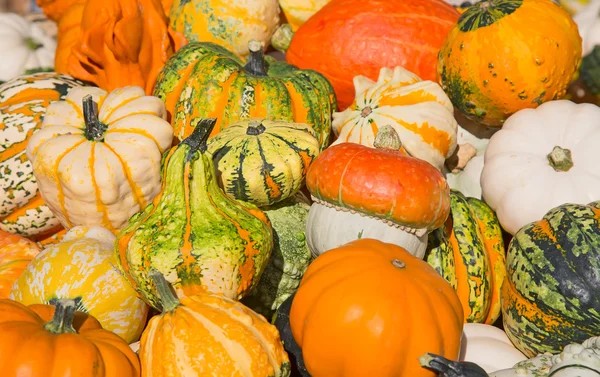 Kleurrijke rijp pompoenen — Stockfoto