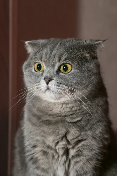 Scottish Fold Cat com olhos laranja brilhantes — Fotografia de Stock