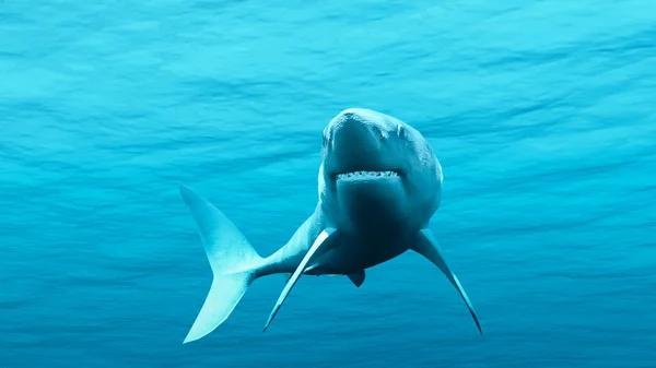 Beyaz Köpekbalığı — Stok fotoğraf