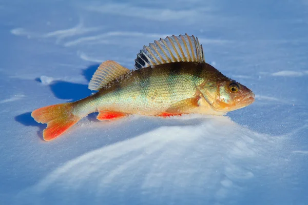 Gröna fisken perc på blå is. — Stockfoto