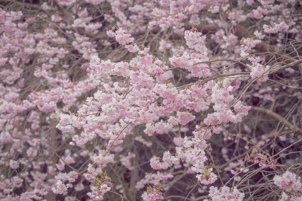 Weiche pastellrosa Azalee Blumen — Stockfoto