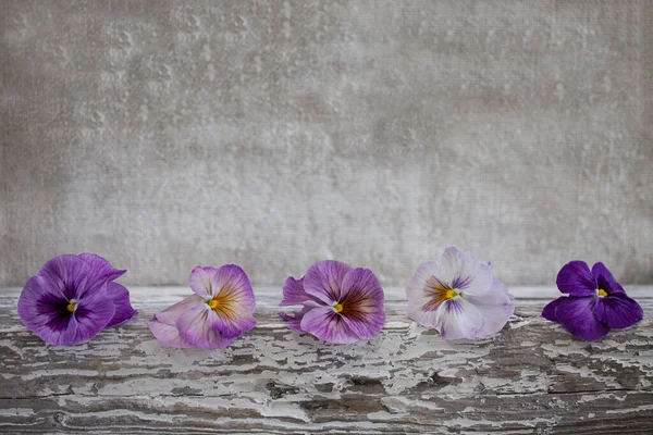 Purple Pansies In A Row — стоковое фото