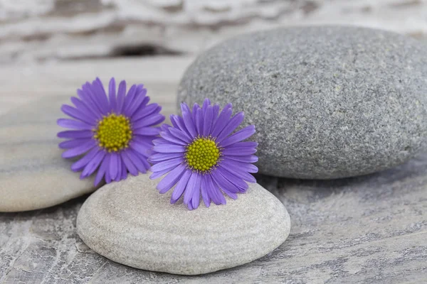 Violet Marguerite Fleur Nature morte — Photo