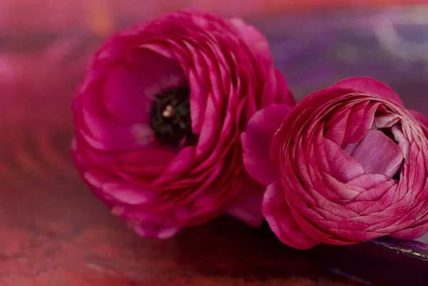 Πολύχρωμο Ranunculus λουλούδι νεκρή φύση — Φωτογραφία Αρχείου