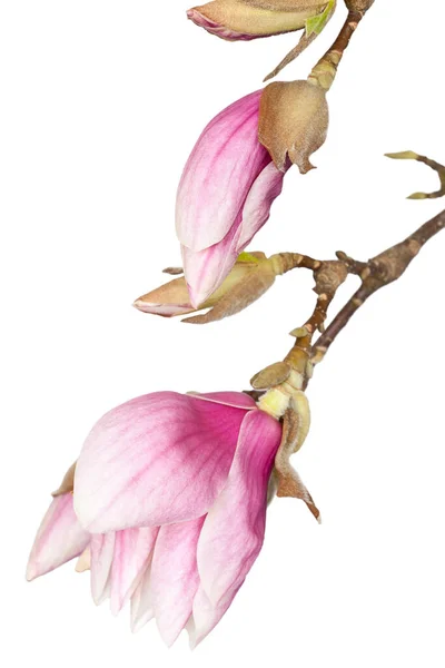 Magnolia bloem op witte achtergrond — Stockfoto