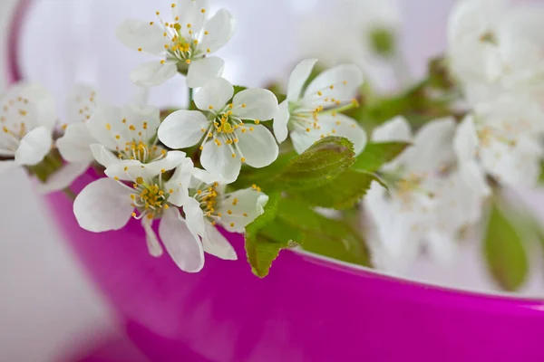 Zarte weiße Kirschblüten Stillleben — Stockfoto