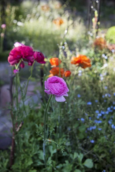 전원 정원에서 꽃을 피우다 — 스톡 사진