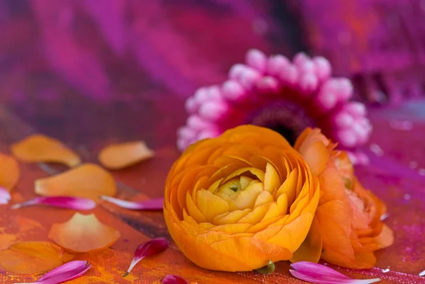 Fleur Ranunculus coloré Nature morte — Photo