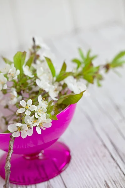 Zarte weiße Kirschblüten Stillleben — Stockfoto