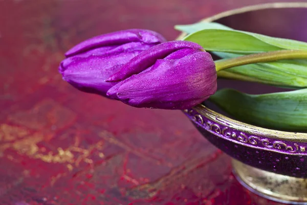 Пурпурные весенние цветники тюльпанов — стоковое фото
