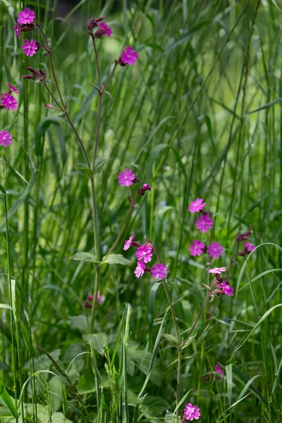 Kleine rosa Blumen auf der grünen Wiese — Stockfoto