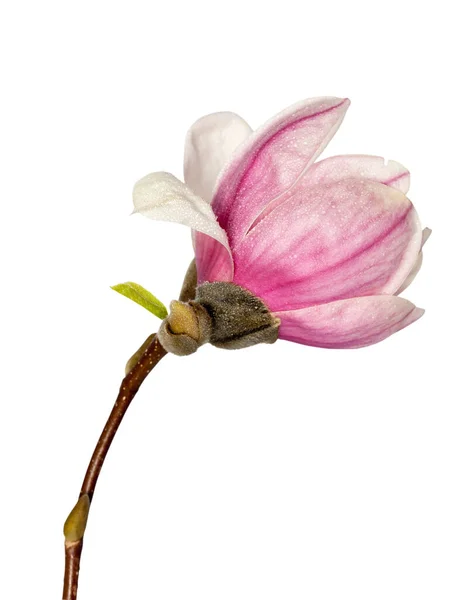 Magnolia bloem op witte achtergrond — Stockfoto