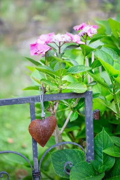 Rostiges Herz und Hydragena Blume — Stockfoto