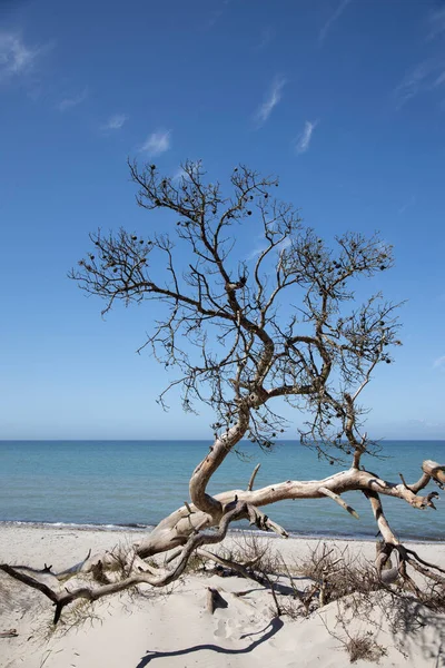 Morze Bałtyckie Słoneczny dzień na plaży — Zdjęcie stockowe