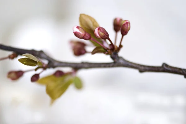 Zbliżenie Białego Kwiatu Wiśni Idealne Kartkę Okolicznościową Torbę Podarunkową Lub — Zdjęcie stockowe