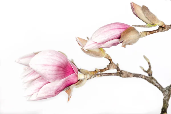 Flores Magnólia Rosa Através Fundo Branco Com Espaço Cópia — Fotografia de Stock