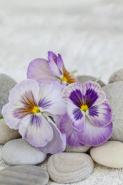 Nostalgic Still Life Pastel Purple Pansie Flowers Pebble Perfect Greeting — Stock Photo, Image