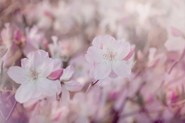 Yumuşak Bahar Işığında Narin Açelya Çiçekleri Tebrik Kartı Hediye Paketi — Stok fotoğraf