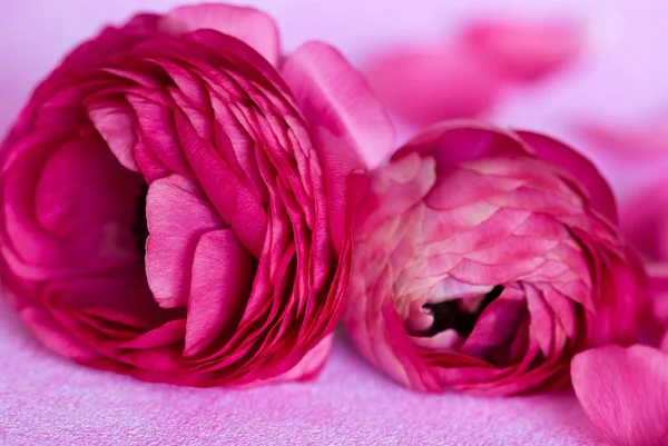 Närbild Full Blom Ranunculus Blomma Ljus Rosa Perfekt För Gratulationskort — Stockfoto