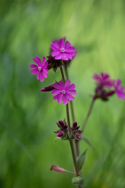 Zarte Rosa Gartenblumen Frischem Grünen Gras Perfekt Für Eine Grußkarte — Stockfoto