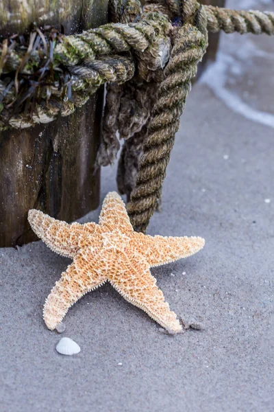 Coastal Impression Close Starfish Old Rope Captured Road Trip Baltic — Stock Photo, Image