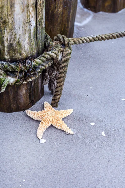 Coastal Impressions Close Starfish Captured Road Trip Baltic Sea Coast — Stock Photo, Image