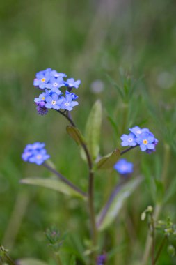 İlkbaharda güneş ışığı alan küçük unutma beni çiçekleri, bir tebrik kartı, hediye kutusu ya da takvimi için mükemmel.