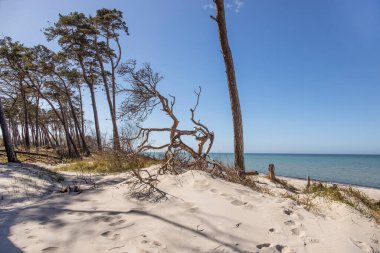 Almanya 'nın kuzeydoğusunda güneşli bir bahar gününde Mecklenburg-Vorpommern' in Baltık Denizi kıyılarında çekilmiş plaj manzarası