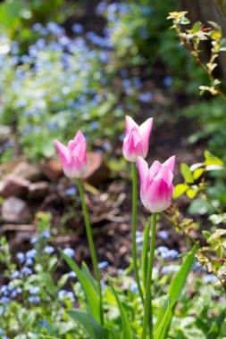 Yeşil Arkaplanda Bahar Laleleri