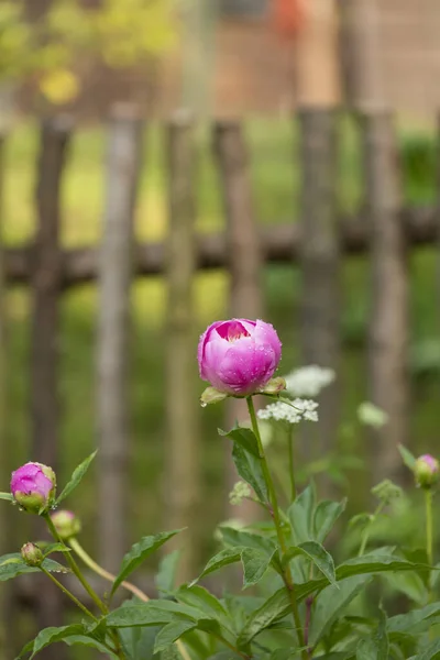 Pastel Pink Garden Rose Old Rustic Wooden Fence Perfect Greeting — Stock Photo, Image