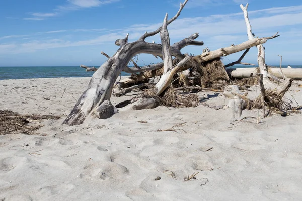 Legni Posta Derivanti Alghe Catturate Sulla Solitaria Costa Del Mar — Foto Stock