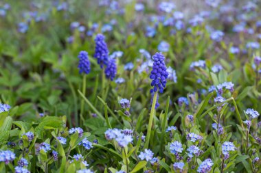 Minik unutma çiçekleri ve baharda mavi muscari.