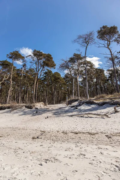 Almanya Nın Kuzeydoğusunda Güneşli Bir Bahar Gününde Mecklenburg Vorpommern Baltık — Stok fotoğraf