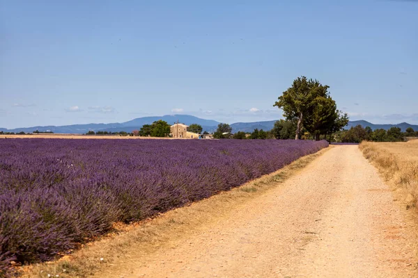 Impressions Voyage Avec Lavande Fleurie Capturées Lors Road Trip Provence — Photo