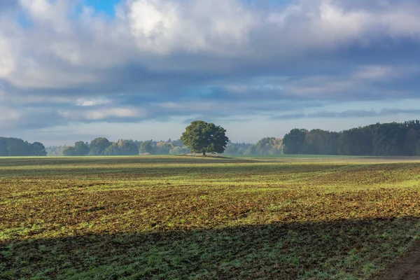 Árvore Velha Uma Paisagem Rural Intacta Área Baltic Costa Mar — Fotografia de Stock