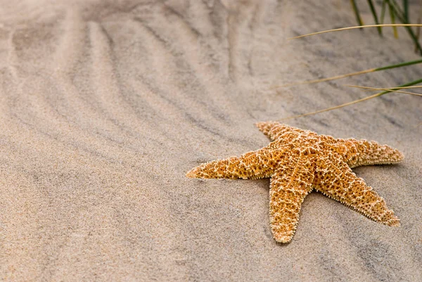 Estrela Mar Uma Praia Areia Andaluzia Espanha Perfeito Para Cartão — Fotografia de Stock