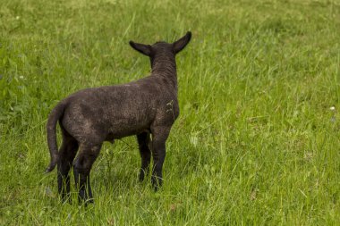Yeşil çayır üzerinde küçük şirin koyun kuzusu, tebrik kartı veya takvim resmi için mükemmel.