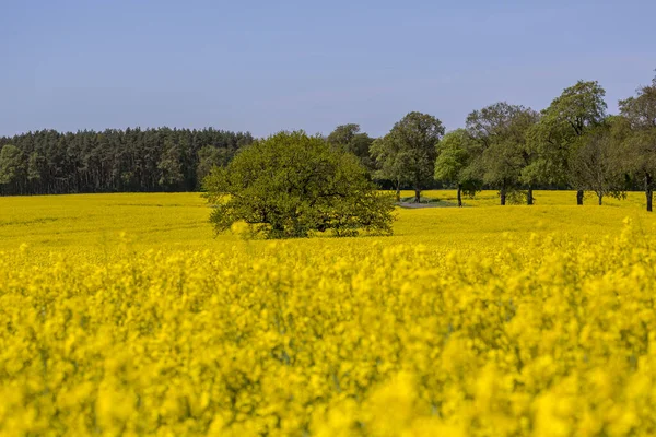 Campos Colza Flores Amarelas Zona Rural Costa Mar Báltico Mecklemburgo — Fotografia de Stock