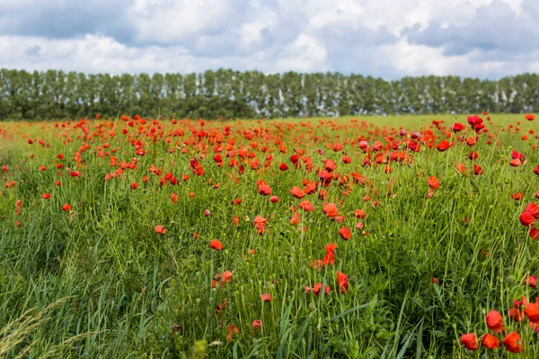 Poppy Bloem Weide Het Landelijke Ongerepte Duitse Landschap Een Zomerdag — Stockfoto