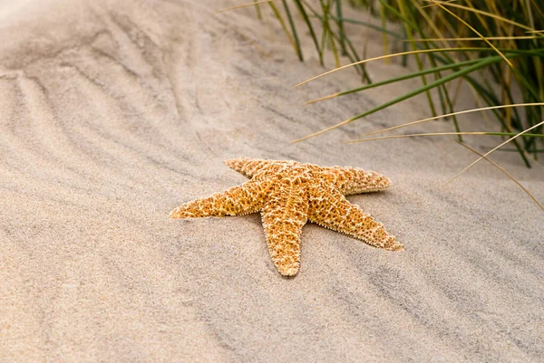 Rozgwiazdy zbliżenie na hiszpańskiej plaży — Zdjęcie stockowe
