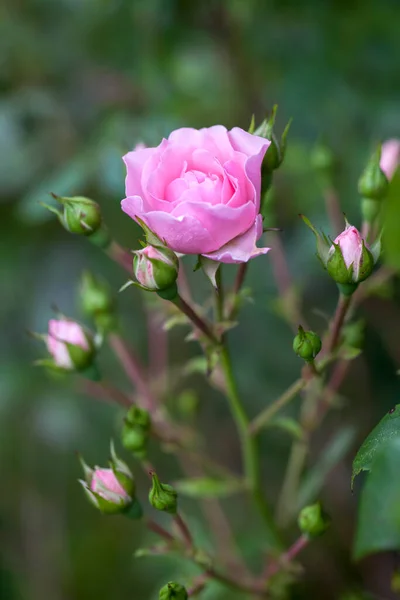 Rosa Jardín Rosa Primer plano —  Fotos de Stock