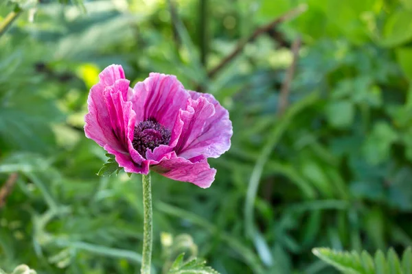 Rosa púrpura amapola flor de cerca — Foto de Stock