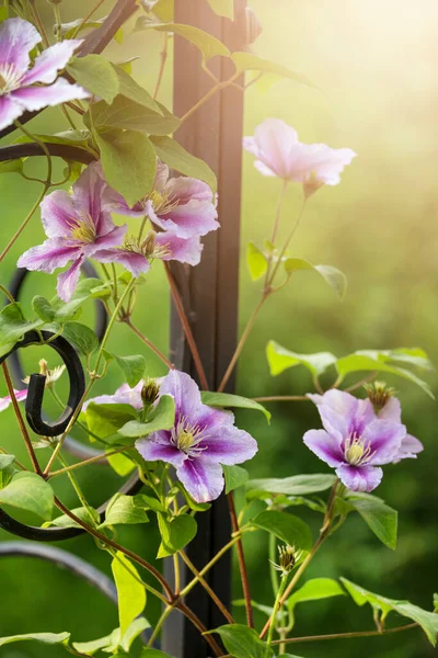 Clematis Summer Flower In Full Bloom — Stock Photo, Image