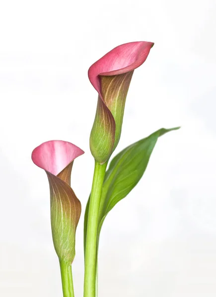 Rosa Calla Blommor närbild — Stockfoto