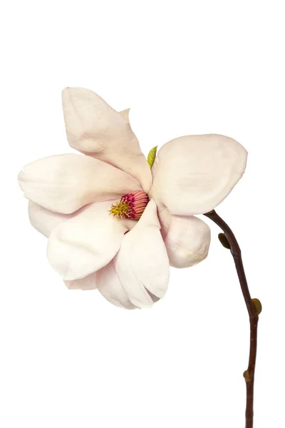 Magnolia Květ na bílém pozadí — Stock fotografie