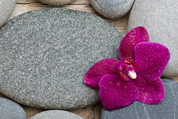 Життя з рожевою орхідеєю і камінням — стокове фото