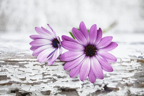 Pembe Papatya Çiçeği Beyazda Hayat — Stok fotoğraf