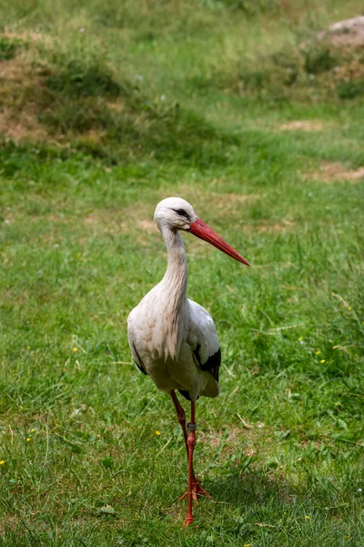 Čápě chycené na zelené louce — Stock fotografie